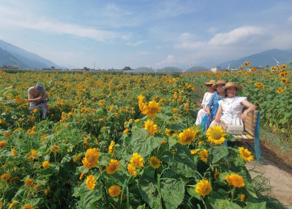 道正网配资 夏日唯美感拉满！四川德昌60亩向日葵花海绽放，快来打卡